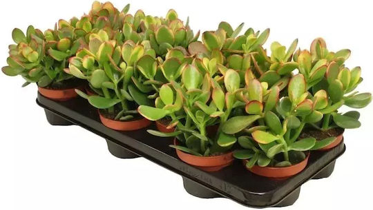 Crassula Ovata Sunset