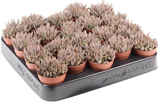 Kalanchoe Tubiflora 5,5 cm