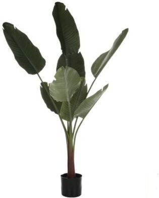 Alocasia в саксия с LED Gardin
