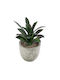 Globostar Artificial Garden Succulent Aloe 21011 Decorative Plant Succulent Aloe H13cm