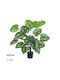 Globostar? Plantă decorativă artificială Calathea Grădină 20922 Calathea H80cm