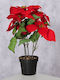Alexandrian Red Plant Indoor H40cm D30cm Iron Plastic Polyester