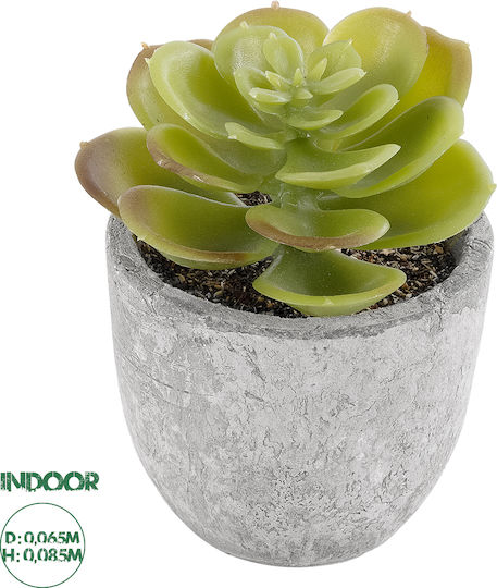 Παχύφυτο σε Γλαστράκι 8.5cm GloboStar