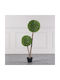Buxus На Открито 120см Supergreens