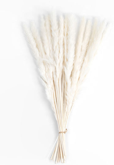 Dried Plant Pampas Grass Beige 50cm GloboStar