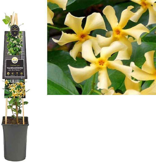 Trachelospermum 'Star Toscane' 15cm