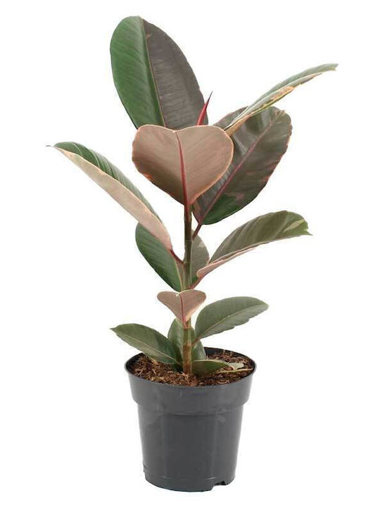 Ficus 'pink Camouflage' 17cm