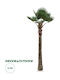 Planta artificială de grădină Globostar Palmier 21056 Palmier decorativ H240 x H500cm