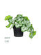 Globostar Künstliche Garten Weiße Begonie Pflanze 20947 Dekorative Pflanze Weiße Begonie Φ23 X Υ16cm