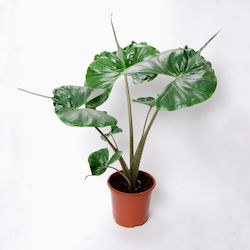 Αλοκάσια Alocasia Stingray Pot17cm Αλοκάσια Alocasia Stingray Pot17cm
