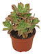 Aeonium 'Red Stripe' 10.5cm