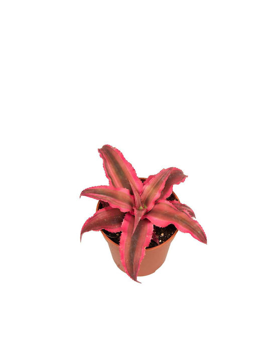 Cryptanthus 'rubin Star' 5.5cm