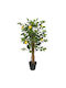 Zitronenbaum im Freien 85cm vidaXL