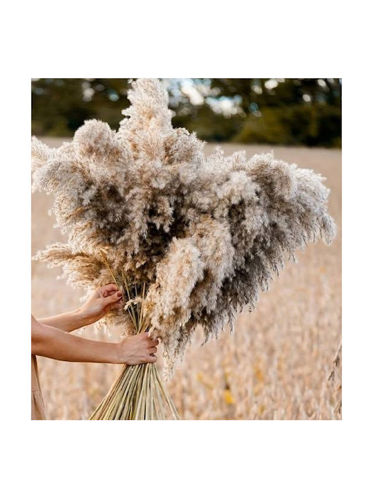 Large Natural Pampas Bouquet