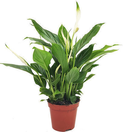 Peace Lily Indoor Plant Height 35cm