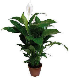 Peace Lily Indoor Plant Height 20cm