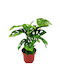 Monstera Height 30cm