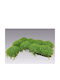 Soleirolia Soleirolii Limette