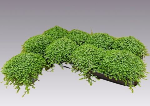 Soleirolia Soleirolii Limette