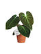 Philodendron Choco Red