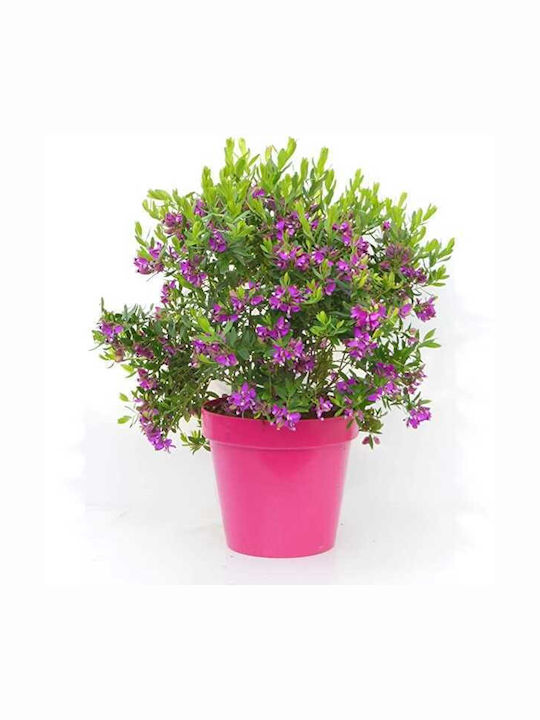 Oem Polygala Shrub 2 Lt 20/40