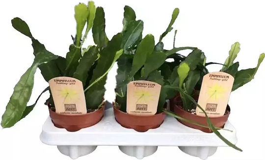 Epiphyllum Fruhlings Gold
