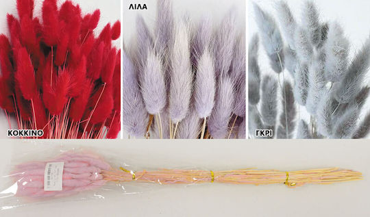 Lagurus 60cm 0516176 Grau