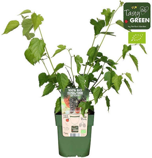 Morus Nigra 'Mulle' Bio 13cm