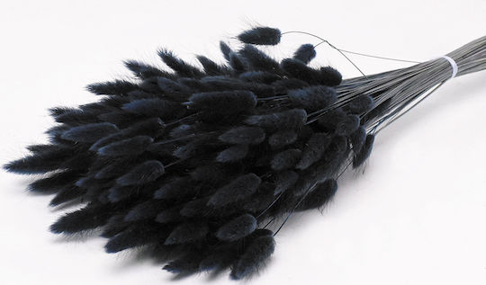 Αποξηραμένο Φυτό Bunny Tails Μαύρο 65cm