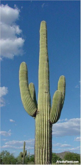 Kaktus "Saguaro-Riese" 30 Samen | Skroutz Germany