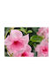 Mandevilla 'Double Blush Pink' 19cm