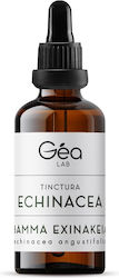 Think GAEA Tincture Εχινάκεια Echinacea 50ml