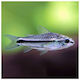 Corydoras Pygmy 1.3cm