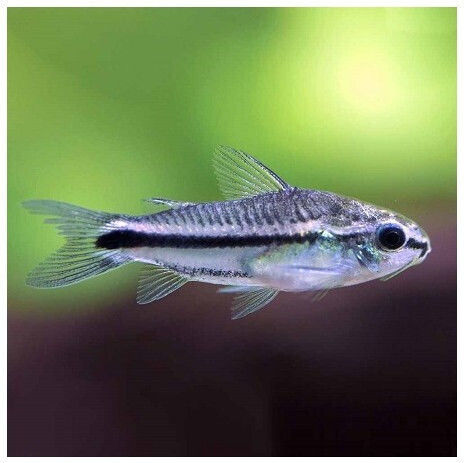 Corydoras Pygmy 1.3cm