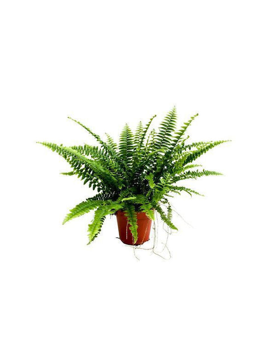 Nephrolepis Exal "green Lady" Xl