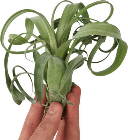 Αερόφυτο Tillandsia Curly Slim Medium
