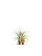 Αερόφυτο Tillandsia Ionantha Rubra Medium