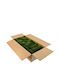 Moss Preserved