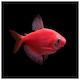Glowfish Tetra Starfire Red