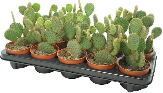 Opuntia 'rufida' 10,5 cm
