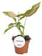 Syngonium 'pink Splash' 6cm