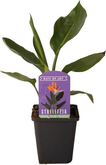 Strelitzia Reginae 9cm