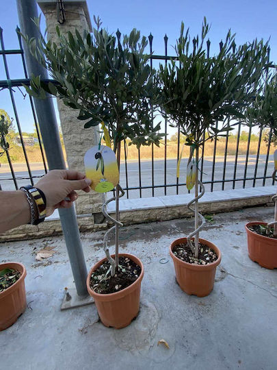 Olea Europaea auf Stamm Spirale "Olivenbaum"