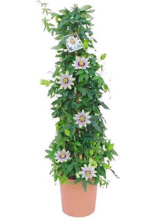 Oem Ρολογιά Ή Πασιφλόρα Passiflora Caerulea 4 Lt 150/175