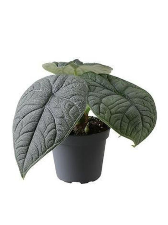 Alocasia Melo