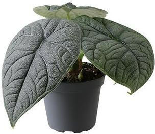 Alocasia Melo
