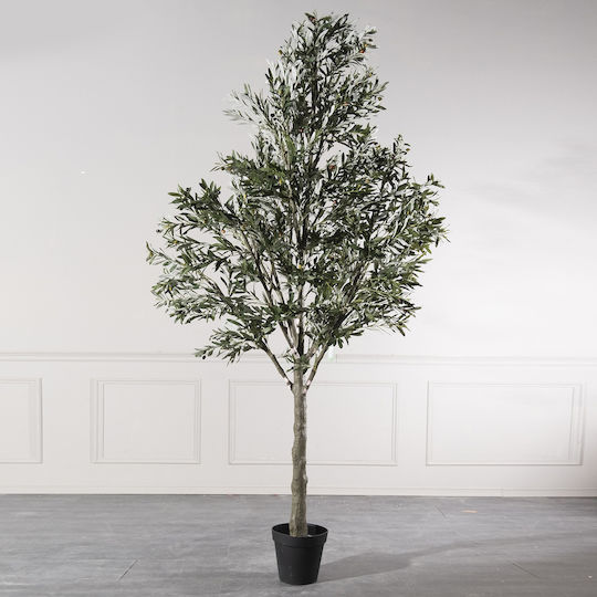 Ελιά Εξωτερικού Χώρου 310cm Supergreens