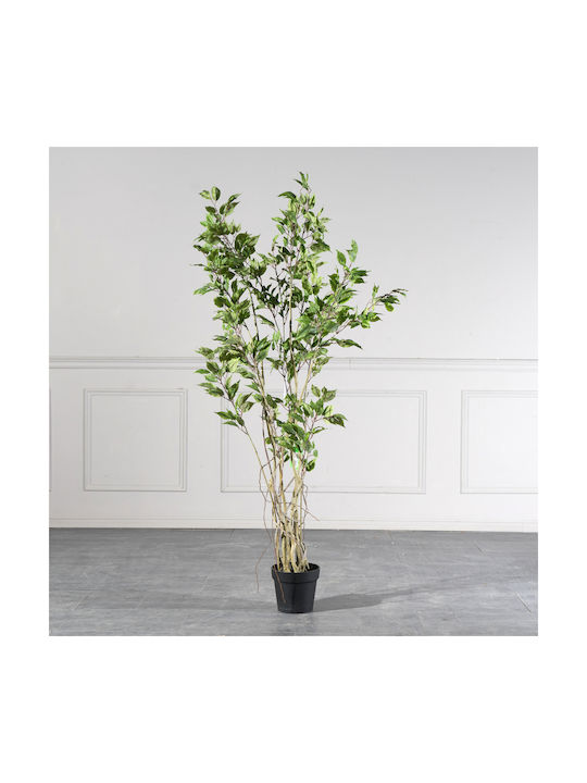 Φίκος Εξωτερικού Χώρου 170cm Supergreens