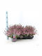 Calluna Vulgaris Pink