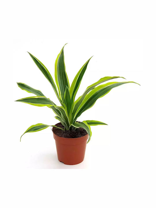 Dracaena Frag "lemon Lime"